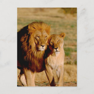 Afrika, Namibië, Okonjima. Leeuw & leeuwin Briefkaart