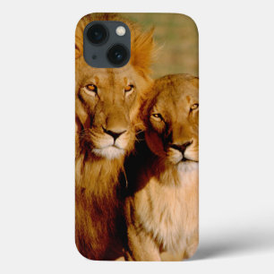 Afrika, Namibië, Okonjima. Leeuw & leeuwin iPhone 13 Hoesje