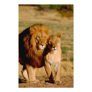 Afrika, Namibië, Okonjima. Leeuw & leeuwin Foto Afdruk