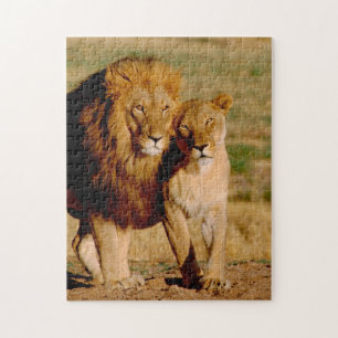 Afrika, Namibië, Okonjima. Leeuw & leeuwin Legpuzzel