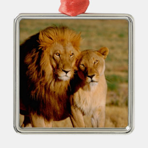Afrika, Namibië, Okonjima. Leeuw & leeuwin Metalen Ornament