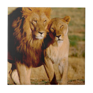 Afrika, Namibië, Okonjima. Leeuw & leeuwin Tegeltje