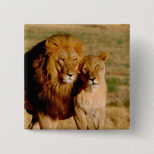 Afrika, Namibië, Okonjima. Leeuw & leeuwin Vierkante Button 5,1 Cm