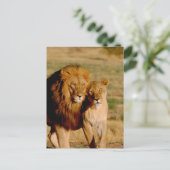 Afrika, Namibië, Okonjima. Leeuwen en leeuwen Briefkaart (Staand voorkant)