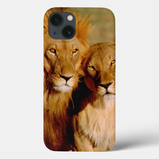Afrika, Namibië, Okonjima. Leeuwen en leeuwen Case-Mate iPhone Case (Achterkant)