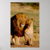 Afrika, Namibië, Okonjima. Leeuwen en leeuwen Poster (Voorkant)