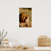 Afrika, Namibië, Okonjima. Leeuwen en leeuwen Poster (Keuken)