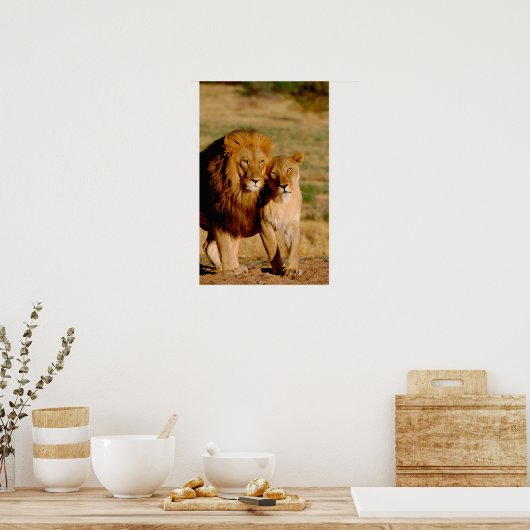 Afrika, Namibië, Okonjima. Leeuwen en leeuwen Poster (Keuken)
