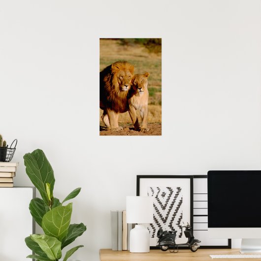 Afrika, Namibië, Okonjima. Leeuwen en leeuwen Poster (Thuiskantoor)