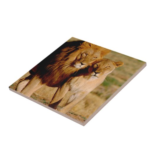 Afrika, Namibië, Okonjima. Leeuwen en leeuwen Tegeltje (Zijkant)