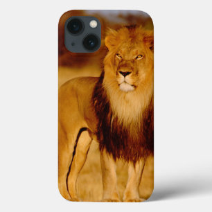 Afrika, Namibië, Okonjima. Lone manleeuw iPhone 13 Hoesje