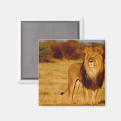 Afrika, Namibië, Okonjima. Lone manleeuw Magneet (Voorkant / Achterkant)