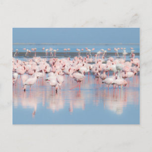 Afrika, Namibië, Walvisbaai Briefkaart