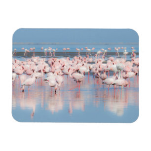 Afrika, Namibië, Walvisbaai Magneet