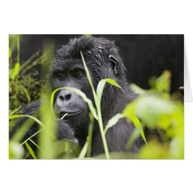 Afrika Oeganda, Bwindi (Voorkant Horizontaal)