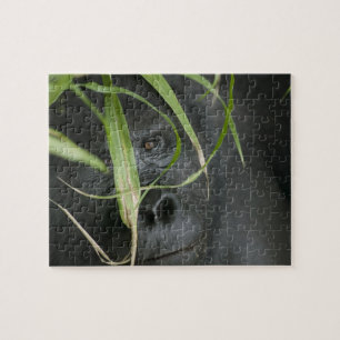 Afrika, Oeganda, Bwindi Legpuzzel