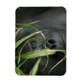 Afrika, Oeganda, Bwindi Magneet (Verticaal)