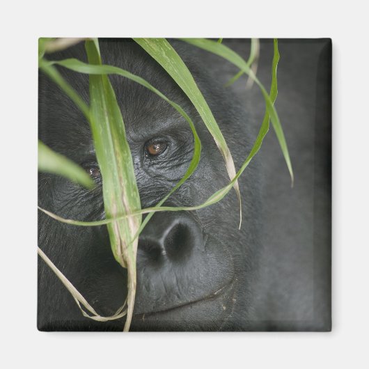 Afrika, Oeganda, Bwindi Magneet (Voorkant)