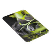 Afrika, Oeganda, Bwindi Magneet (Rechterzijde)