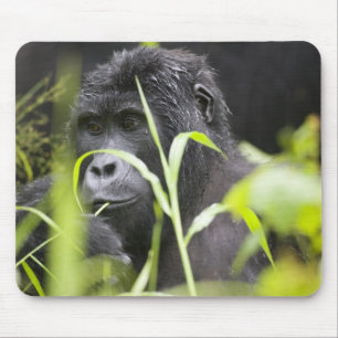 Afrika Oeganda, Bwindi Muismat