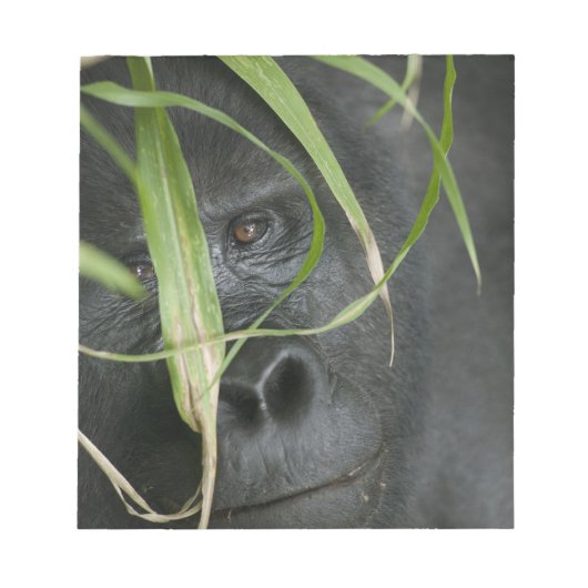 Afrika, Oeganda, Bwindi Notitieblok (Voorkant)