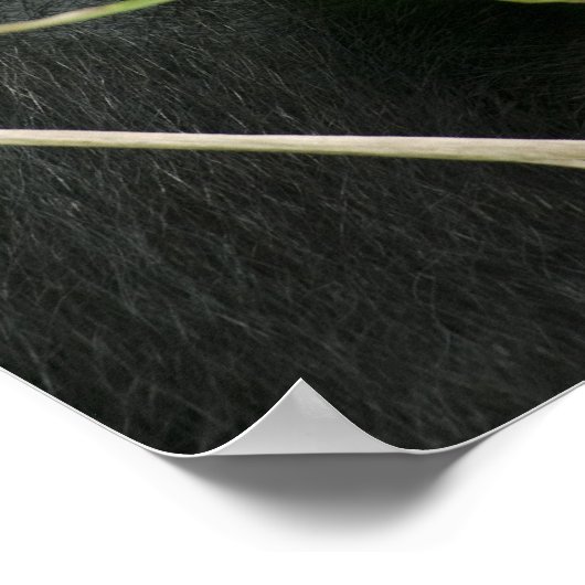 Afrika, Oeganda, Bwindi Poster (Hoek)