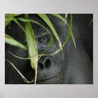 Afrika, Oeganda, Bwindi
