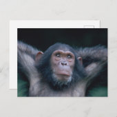 Afrika, Oost-Afrika, Tanzania, Gombe National 2 Briefkaart (Voorkant / Achterkant)