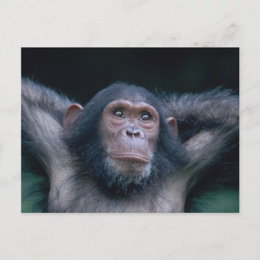 Afrika, Oost-Afrika, Tanzania, Gombe National 2 Briefkaart (Voorkant)