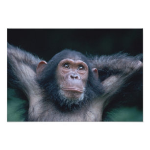 Afrika, Oost-Afrika, Tanzania, Nationaal park Gomb Foto Afdruk