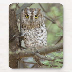 Afrika. Tanzania. Afrikaanse dwergooruil bij Taran Muismat
