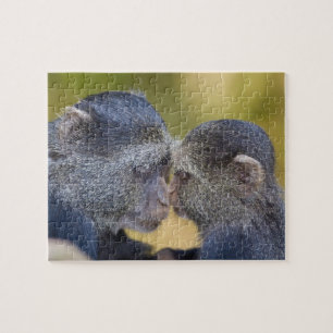 Afrika. Tanzania. Blauwe Meerkat-moeder met jong Legpuzzel