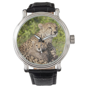 Afrika. Tanzania. Cheetah moeder en cubs 2 Horloge