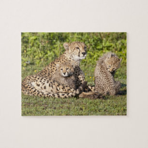 Afrika. Tanzania. Cheetah moeder en cubs 2 Legpuzzel