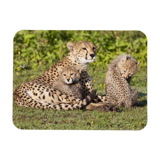 Afrika. Tanzania. Cheetah moeder en cubs 2 Magneet (Horizontaal)