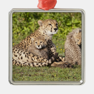 Afrika. Tanzania. Cheetah moeder en cubs 2 Metalen Ornament