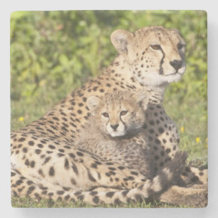 Afrika. Tanzania. Cheetah moeder en cubs 2 Stenen Onderzetter