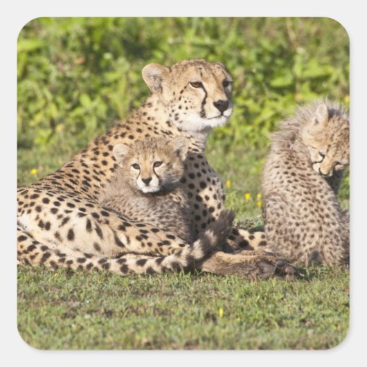 Afrika. Tanzania. Cheetah moeder en cubs 2 Vierkante Sticker (Voorkant)