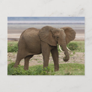 Afrika. Tanzania. Elephant bij Lake Manyara NP. Briefkaart