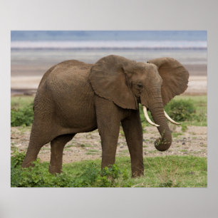 Afrika. Tanzania. Elephant bij Lake Manyara NP. Poster