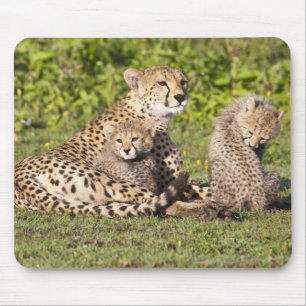 Afrika. Tanzania. Jachtluipaard moeder en welpen 2 Muismat