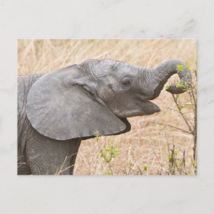 Afrika. Tanzania. Jonge olifant bij Tarangire Briefkaart