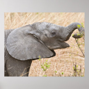 Afrika. Tanzania. Jonge olifant bij Tarangire Poster