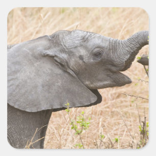 Afrika. Tanzania. Jonge Olifant bij Tarangire Vierkante Sticker