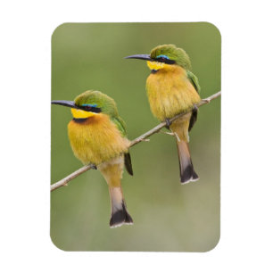 Afrika. Tanzania. Little Bee Eaters op Manyara Magneet