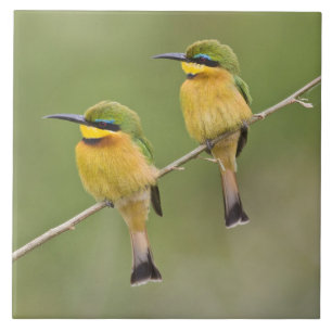 Afrika. Tanzania. Little Bee Eaters op Manyara Tegeltje