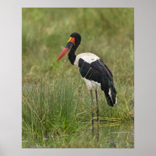 Afrika. Tanzania. Male Saddle-buikstorm op Poster