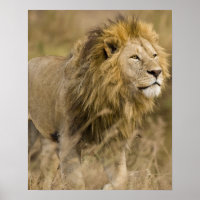 Afrika. Tanzania. Mannelijke Leeuw bij Ngorongoro