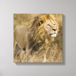 Afrika. Tanzania. Mannelijke lion bij Ngorongoro Canvas Afdruk