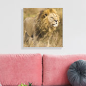 Afrika. Tanzania. Mannelijke lion bij Ngorongoro Canvas Afdruk (Insitu (Woonkamer))